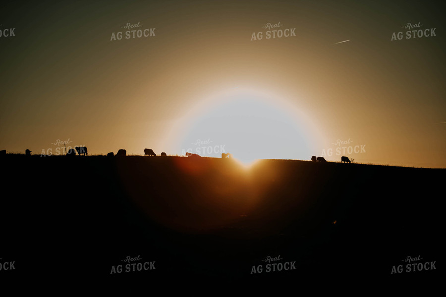 Cattle in Pasture at Sunset 77237