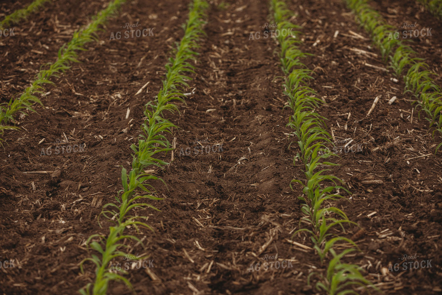 Side Dressing Fertilizer in Corn Field 5742