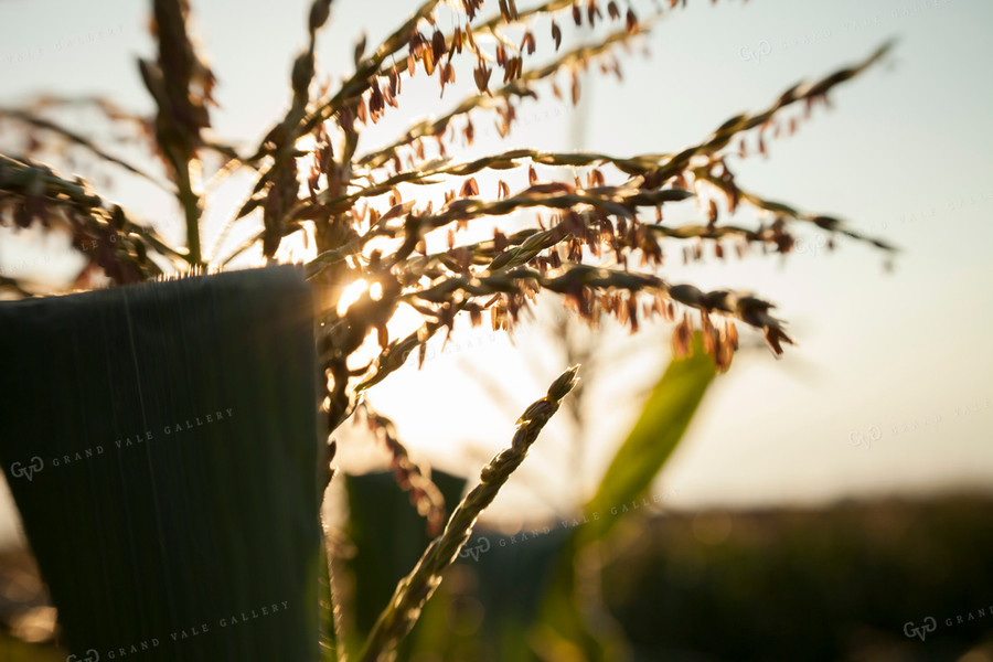 Corn - Mid-Season 1283