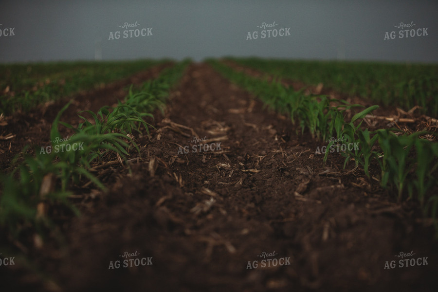 Corn Field with Dark Stormy Sky 5760