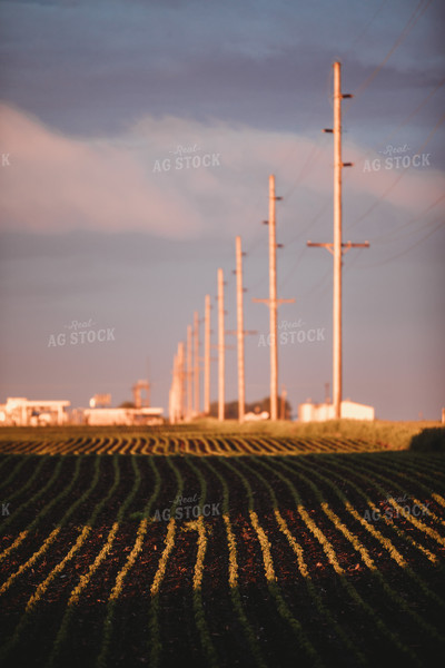 Soybean Field After Rain Storm 5762