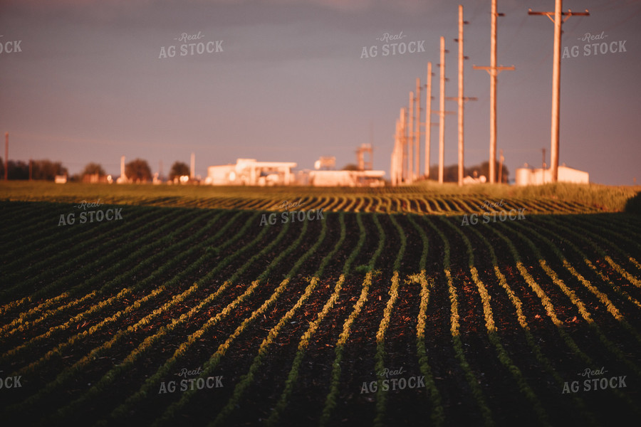 Soybean Field After Rain Storm 5763