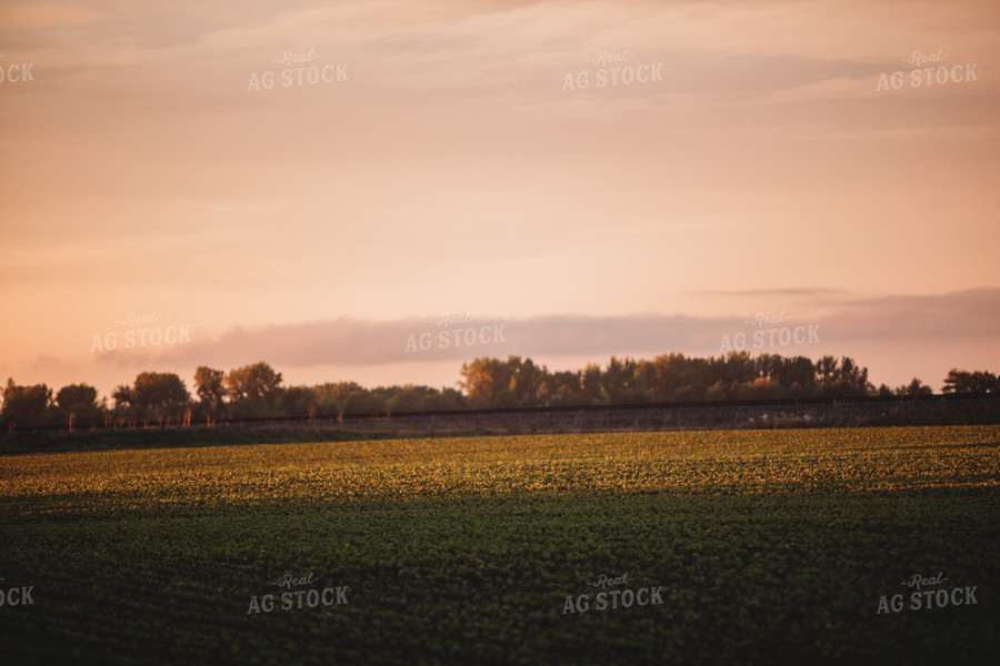 Soybean Field After Rain Storm 5764