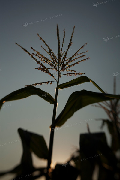 Corn - Mid-Season 1285