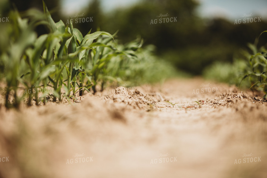 V3 Corn in Light Soil 5779