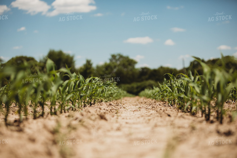 V3 Corn in Light Soil 5781