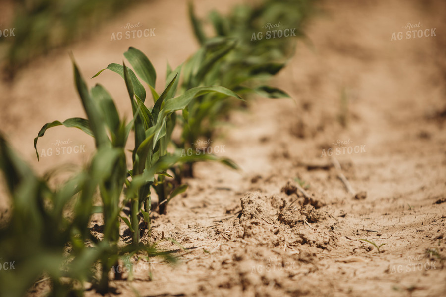 V3 Corn in Light Soil 5782