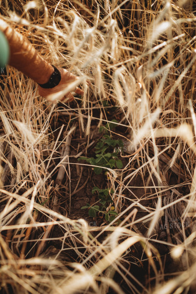 V3 Soybeans Under Rye Cover Crop Canopy 5836