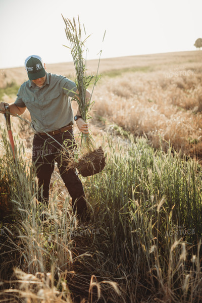 Farmer Agronomist with Live Rye Cover Crop 5838