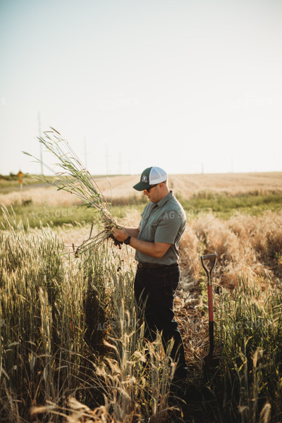 Farmer Agronomist with Live Rye Cover Crop 5842