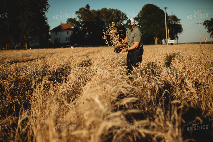 Farmer Agronomist Holding Soil in Soybean and Rye Cover Crop Field 5848