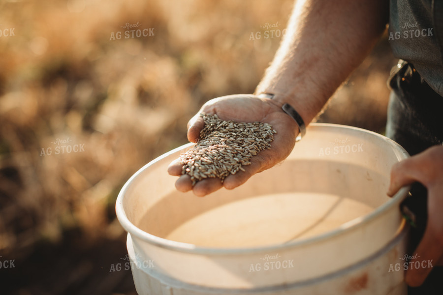 Farmer Agronomist Holding Rye Seed in Hand 5861