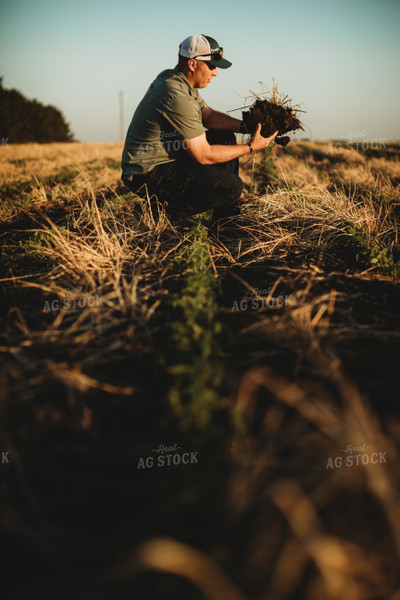 Farmer Agronomist with Soil in Soybean and Rye Cover Crop Field 5888