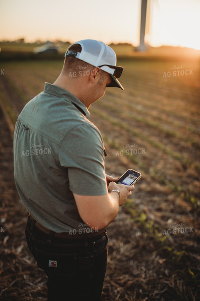 Farmer Agronomist Texting on Phone in Corn and Triticale Cover Crop Field 5918