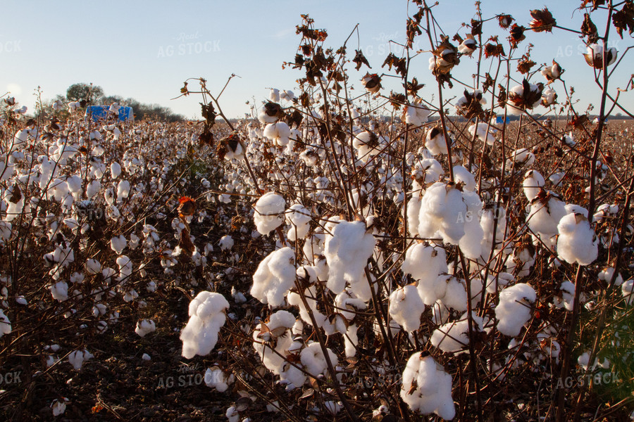 Field of Cotton 79008