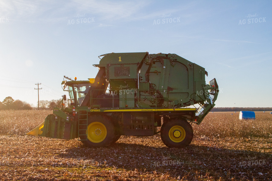 Cotton Picker in Field 79010