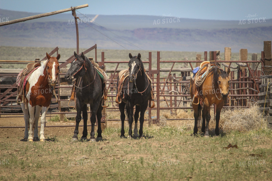 Horses in Farmyard 78009