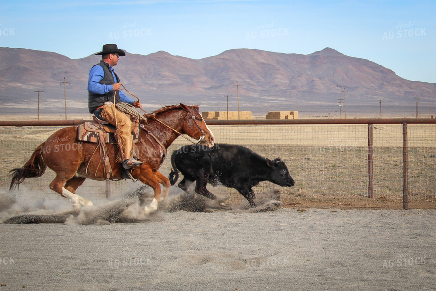 Male Rancher on Horse Chasing Cow 78052