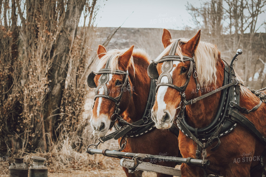 Side by Side Horses 78071