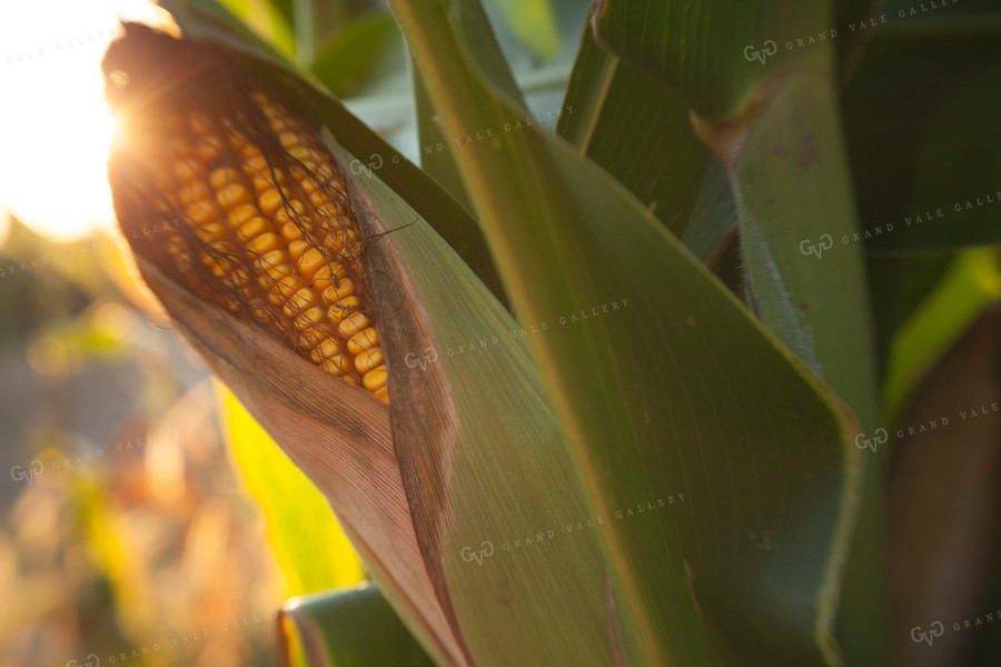 Corn - Mid-Season 1313