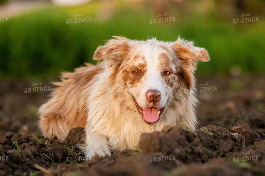 Dog Laying in Dirt 72051
