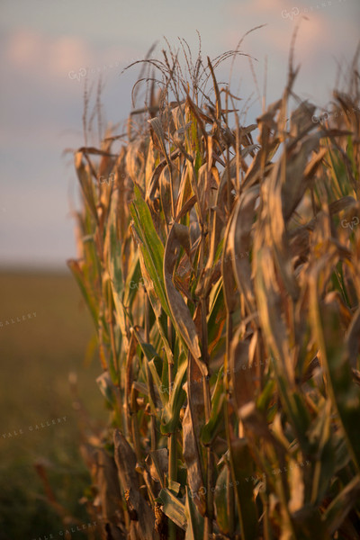 Corn - Dry 1315