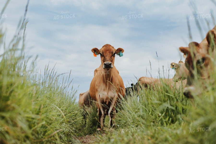 Jersey Cow in Pasture 68115
