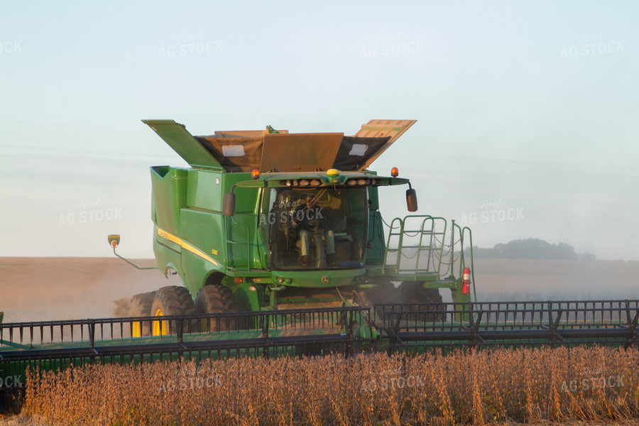 Soybean Harvest 79039