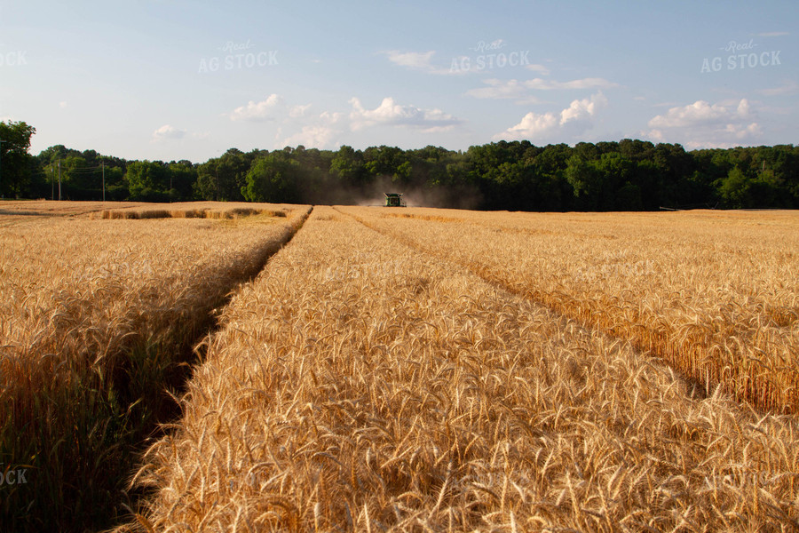 Wheat Harvest 79056