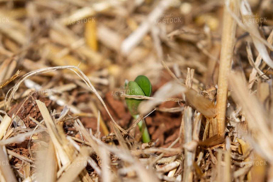 Soybean Sprouting in No Till Field 79062