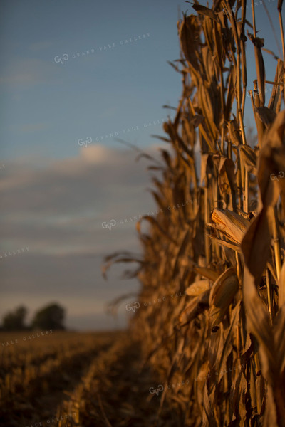 Corn - Dry 1324