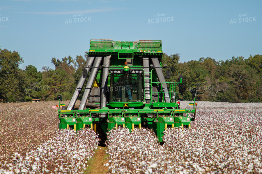 Cotton Picker in Field 79089