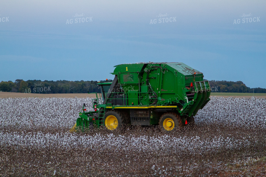 Cotton Picker in Field 79091