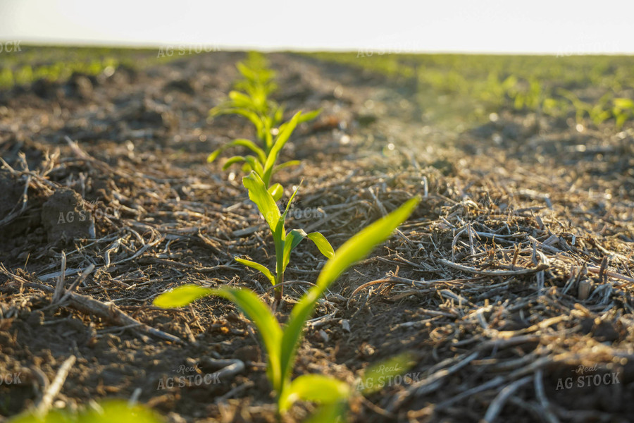 Row of Corn Plants 65022