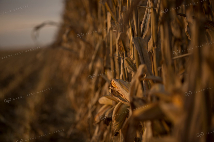 Corn - Dry 1327