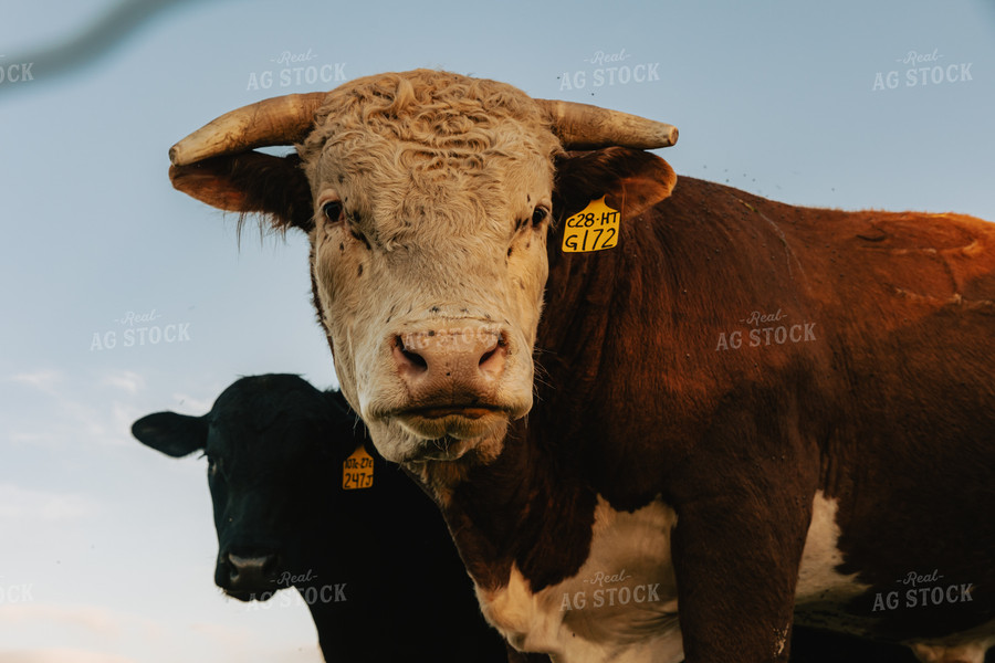 Hereford Bull in Pasture 61100