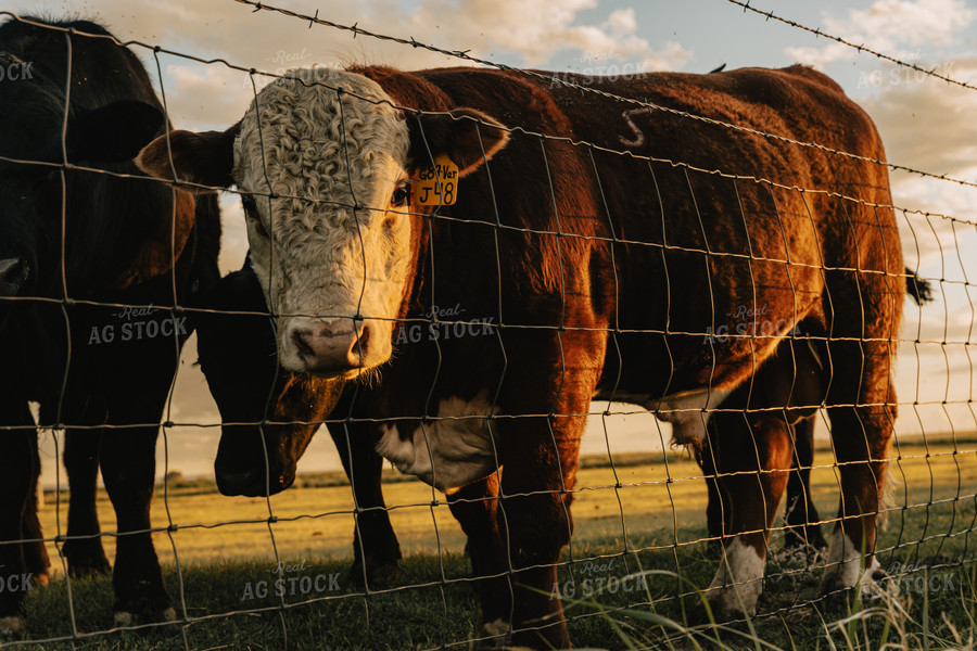Bull Hereford in Pasture 61104