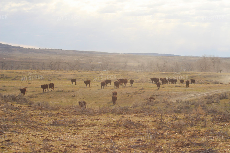 Cattle Moving in Pasture 63053