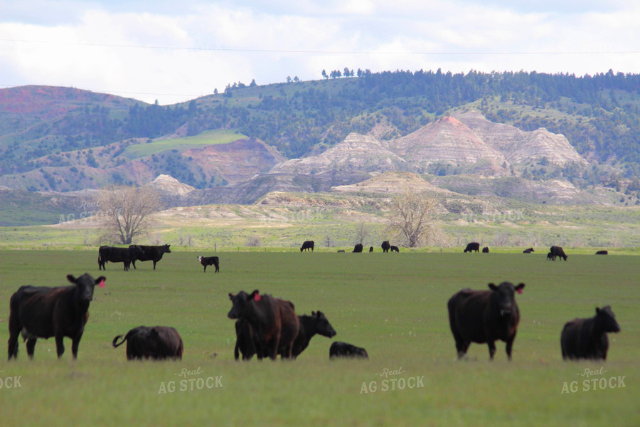 Cattle in Pasture 63058