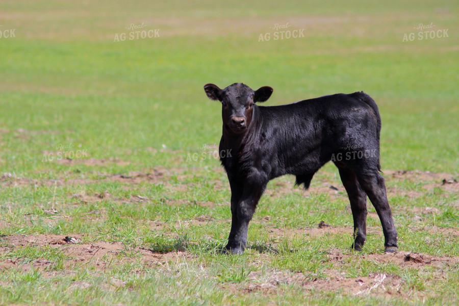 Black Angus Calf 63059