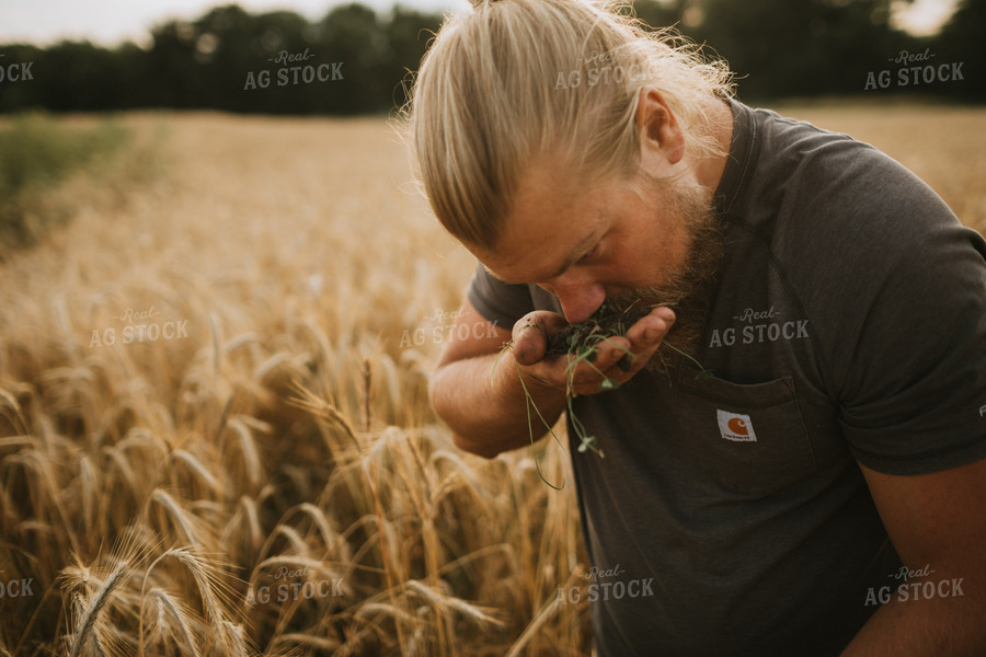 Farmer in Rye Field with Clover 5996