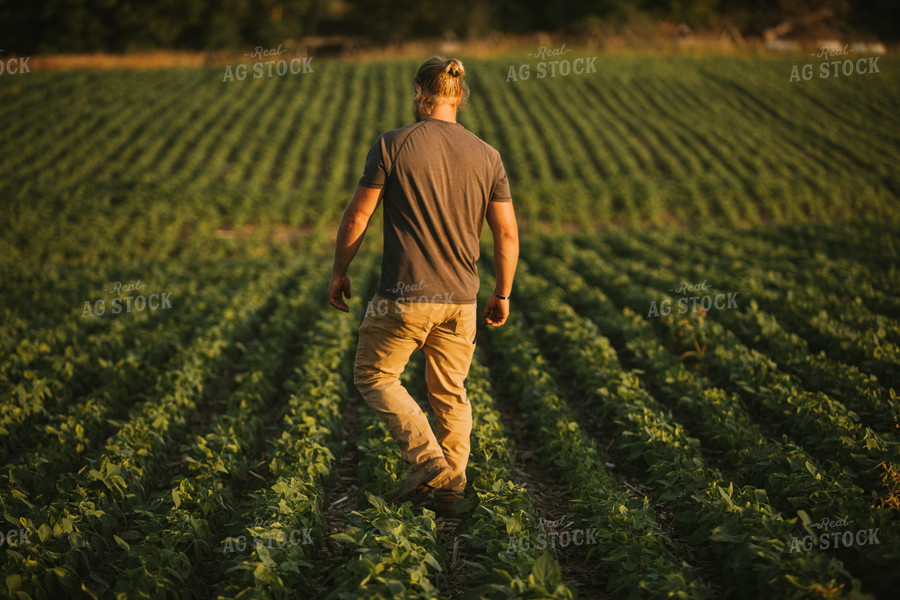 Farmer in Soybean Field 6012