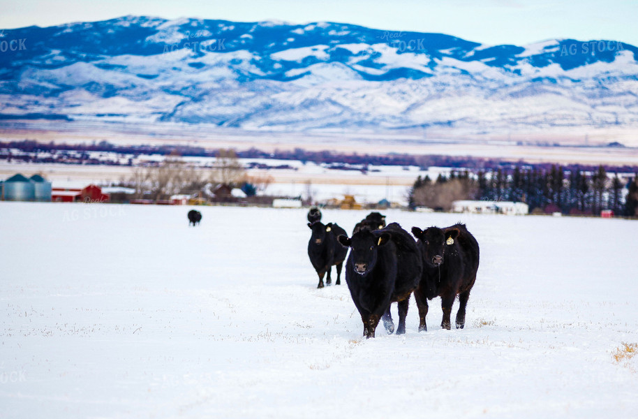 Angus Cattle in Snowy Pasture 81001