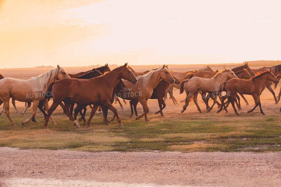 Horses in Pasture 81010