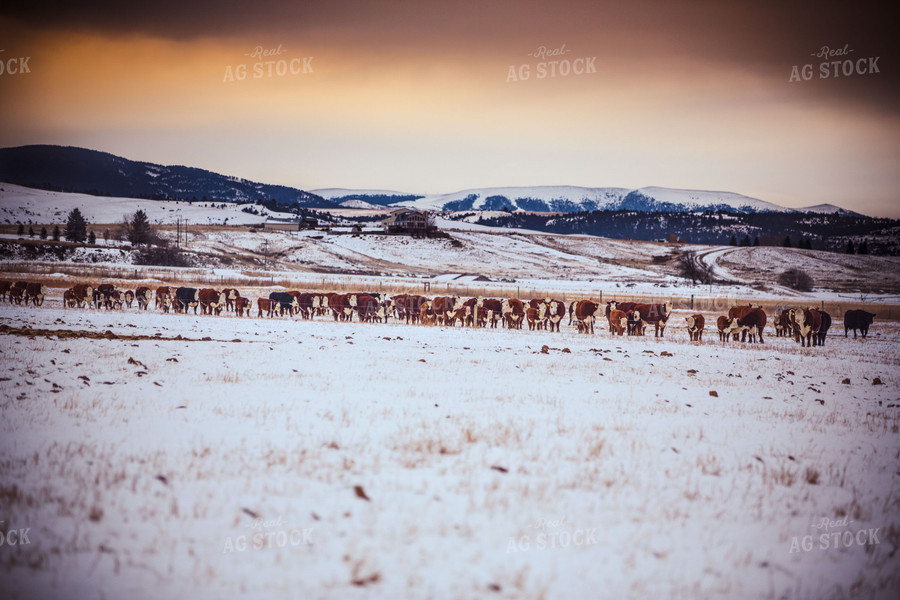 Cattle in Snowy Pasture 81030
