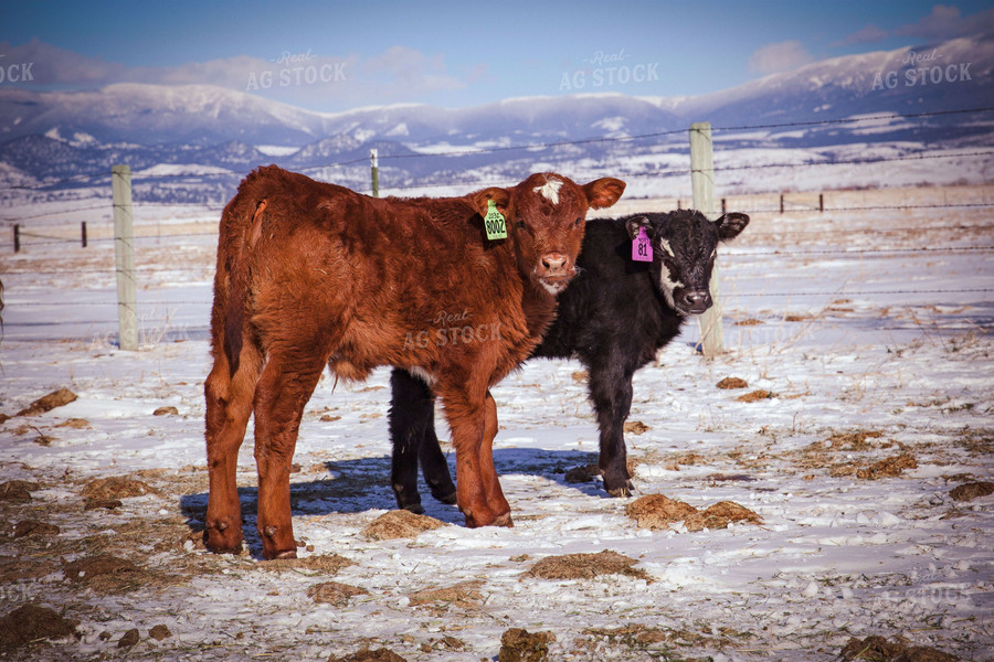 Calves in Snow 81054