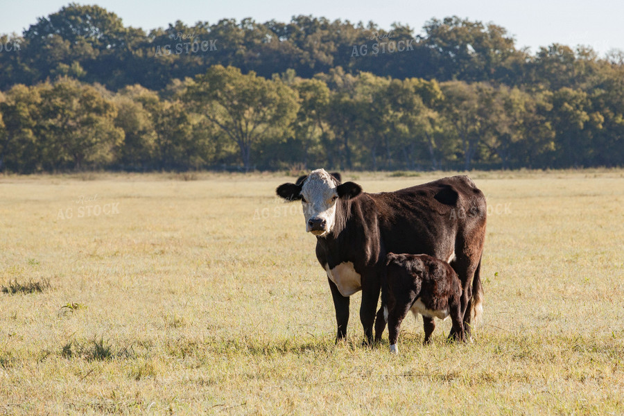 Black Baldy Cow and Calf 81062