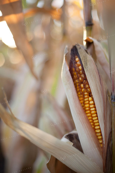 Corn - Dry 1356