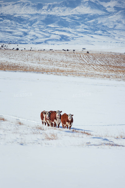 Hereford Cattle in Snow 81088
