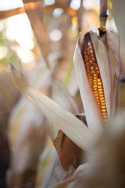 Corn - Dry 1357